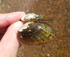 Alasmidonta undulata