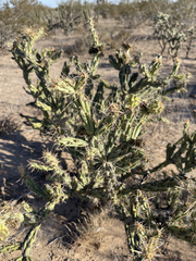 Cylindropuntia
