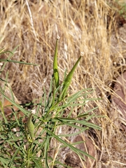 Asclepias fascicularis