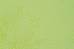 Clavariaceae