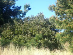 Acacia longifolia sophorae