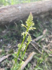Stackhousia aspericocca