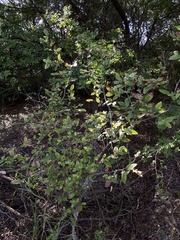 Ulmus