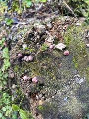 Lycogala epidendrum