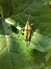 Sphenarium