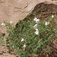Oenothera pallida
