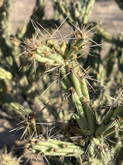 Cylindropuntia