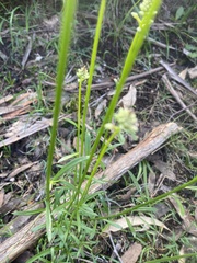 Stackhousia aspericocca