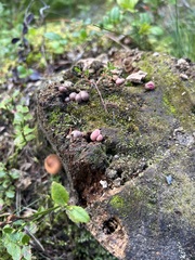 Lycogala epidendrum