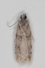 Scoparia basalis