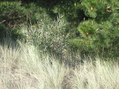 Acacia longifolia sophorae