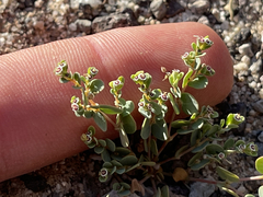 Euphorbia polycarpa