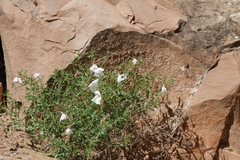 Oenothera pallida