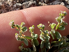 Euphorbia polycarpa