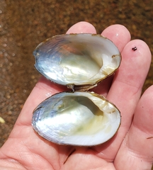 Alasmidonta undulata