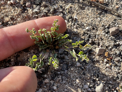 Euphorbia polycarpa