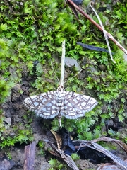 Lygropia rivulalis