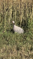 Numida meleagris domesticus