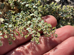 Euphorbia polycarpa