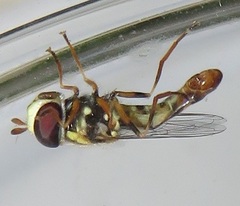 Ischiodon aegyptius