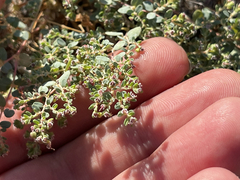 Euphorbia polycarpa