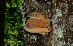 Inonotus quercustris