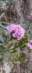 Centranthus ruber