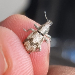 Eumestorus luctuosus