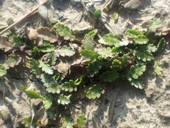 Leptinella dioica