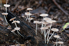 Mycena galericulata