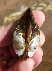 Alasmidonta undulata