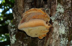 Inonotus quercustris