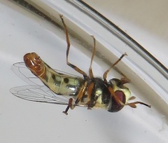 Ischiodon aegyptius