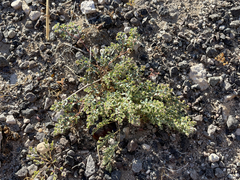Euphorbia polycarpa