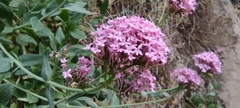 Centranthus ruber