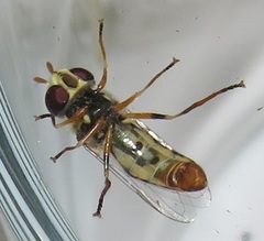 Ischiodon aegyptius