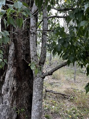 Brachychiton populneus