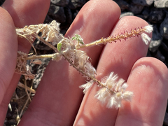 Dalea mollissima