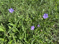 Ruellia nudiflora