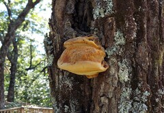 Inonotus quercustris