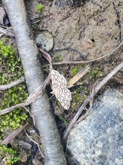 Lygropia rivulalis