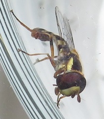 Ischiodon aegyptius