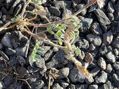 Dalea mollissima