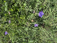 Ruellia nudiflora