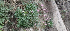 Centranthus ruber