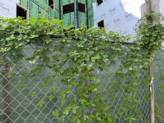 Ipomoea heptaphylla