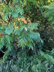 Rhus typhina