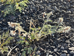 Dalea mollissima