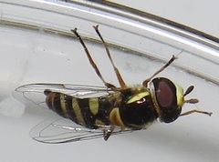 Ischiodon aegyptius