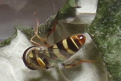 Ischiodon aegyptius